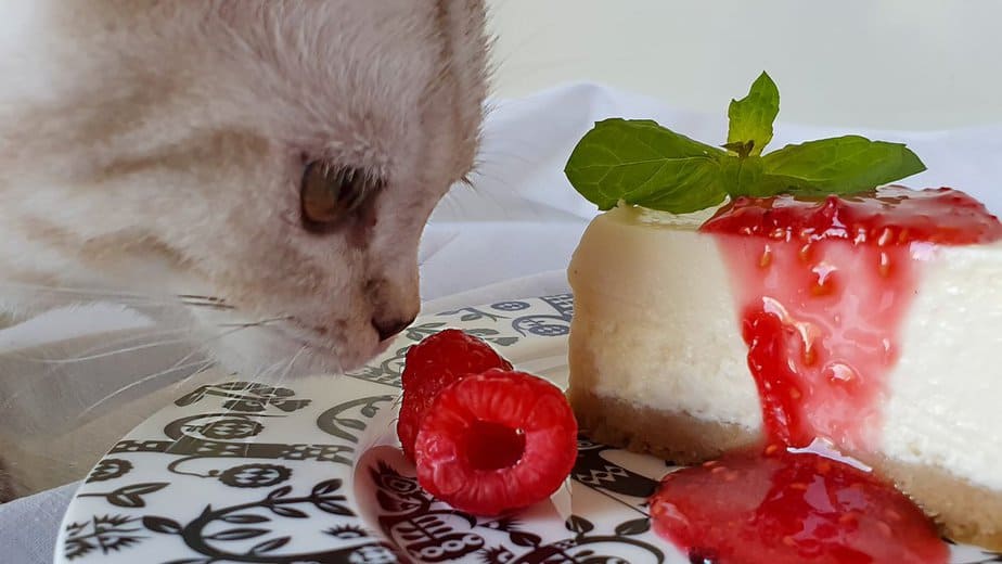 Kediler Krem Peynir Yiyebilir mi? Bu Süt Ürünü Güvenli Bir İkram mıdır?