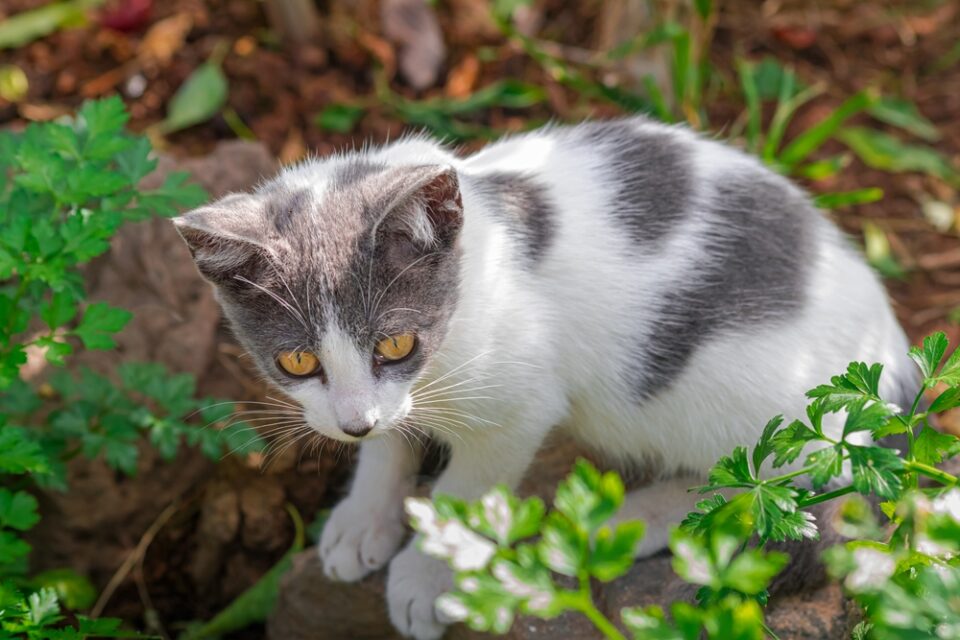 Can Cats Eat Parsley? What's The Deal With This Fragrant Herb?