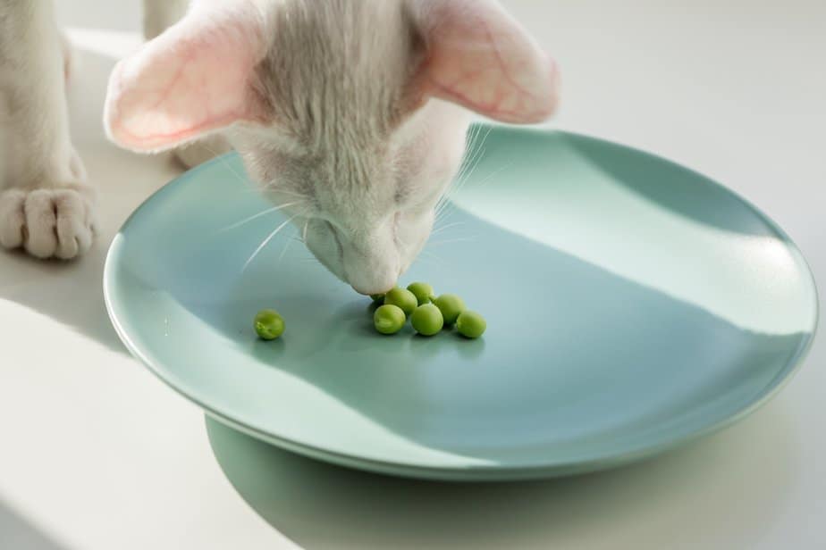 Kediler Bezelye Yiyebilir mi? Bu Yeşil Kediniz İçin Güvenli mi?
