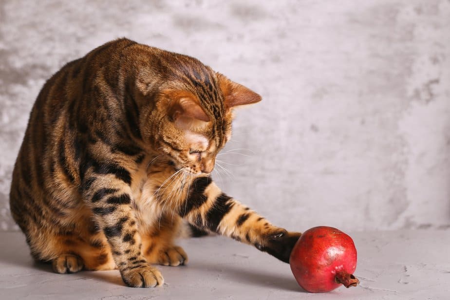 Can Cats Eat Pomegranate? Don't Take The Risks For Granted!