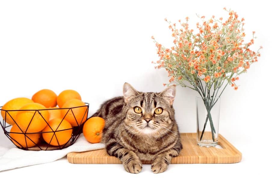 Kediler Portakal Yiyebilir mi? Gözlerinizi Bu Keskin İkramdan Ayırmayın!