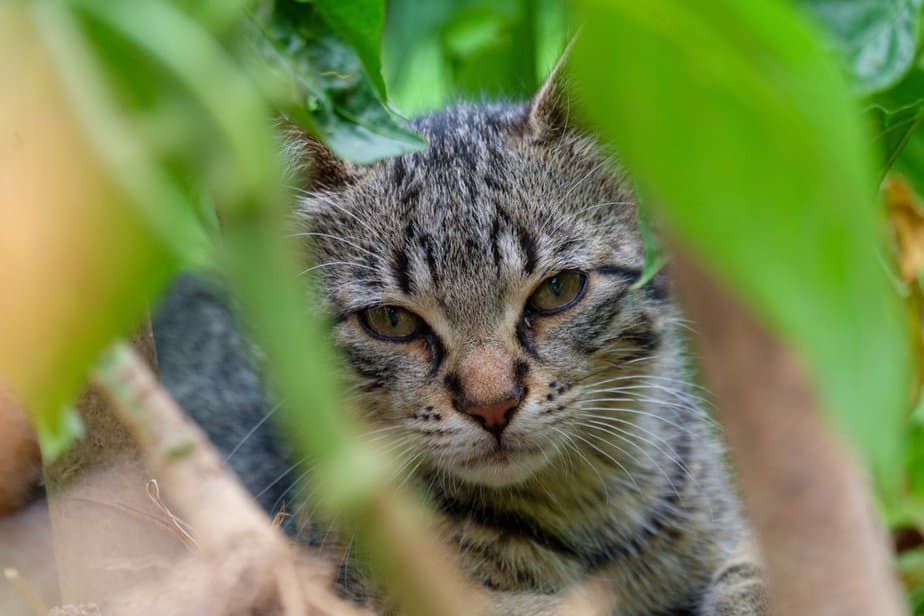 Can Cats Eat Spinach? What Are The Risks And The Benefits?