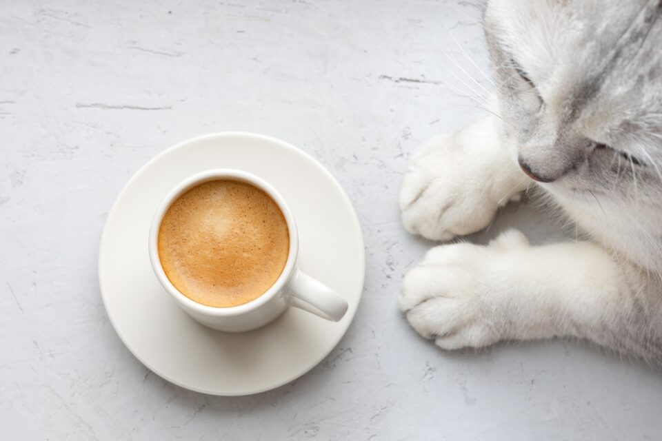 Can Cats Have Puppuccinos? Here's MeowWorthy News On Pup Cups!