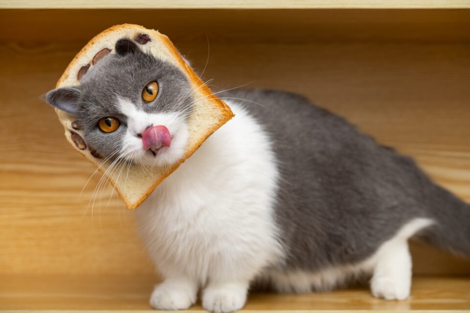 Can Cats Eat Cornbread? Stand Your Ground Or Go Ahead?