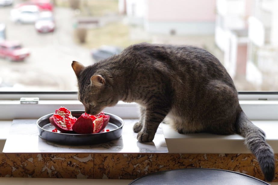 Can Cats Eat Pomegranate? Don't Take The Risks For Granted!