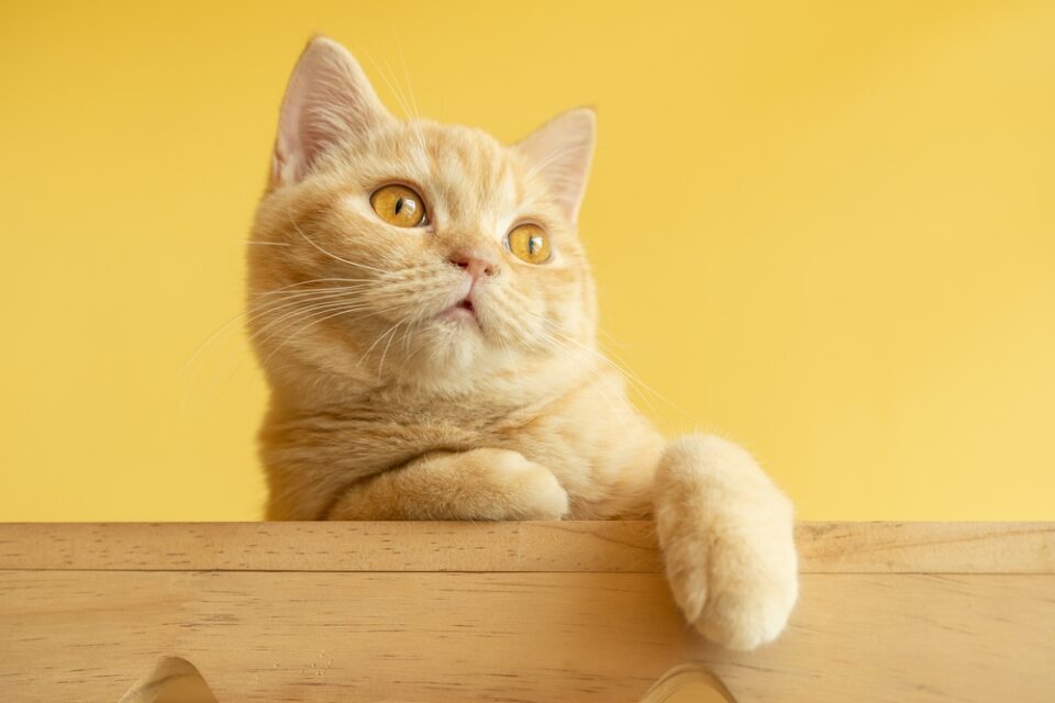 Image showcasing Can Cats Eat Turmeric? What Are The Benefits?