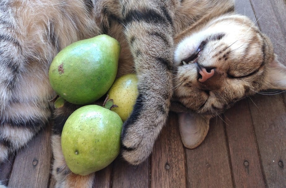 Can Cats Eat Guava? Can You Serve This Exotic Fruit To Your Furbaby?