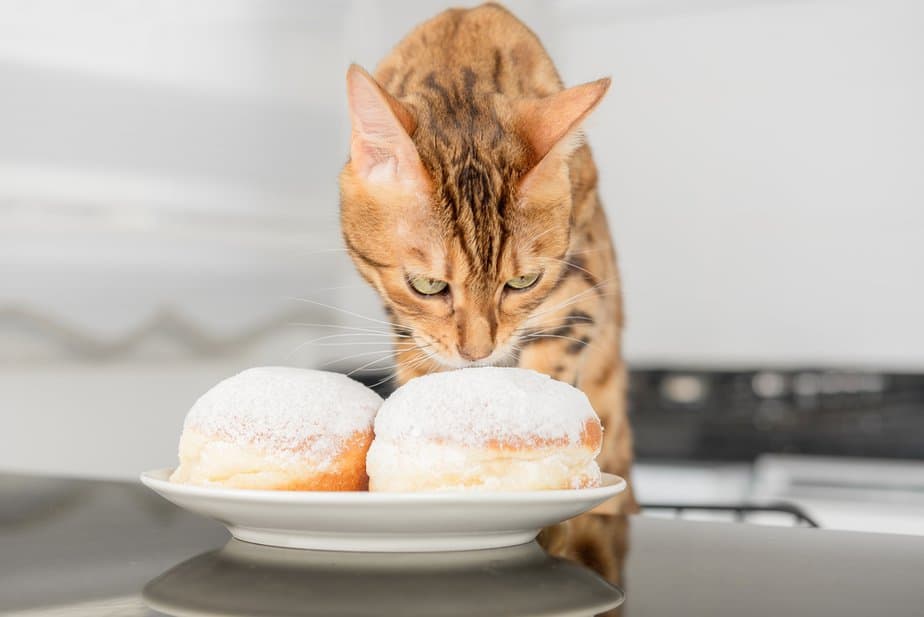 Can Cats Eat Sugar? Is The Answer As Sweet?