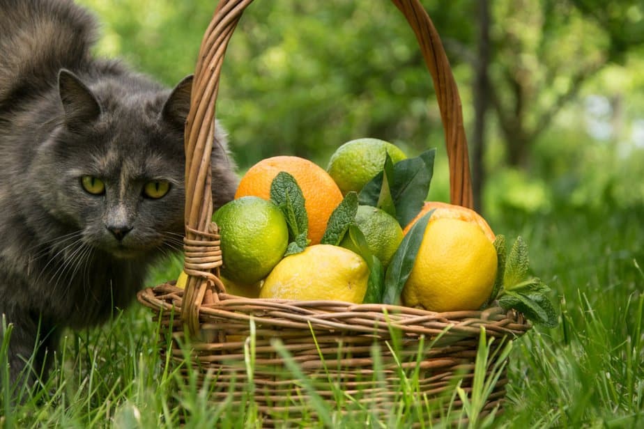 Kediler Misket Limonu Yiyebilir mi? Evcil Hayvanınız İçin Muhteşem Bir İkram mı?