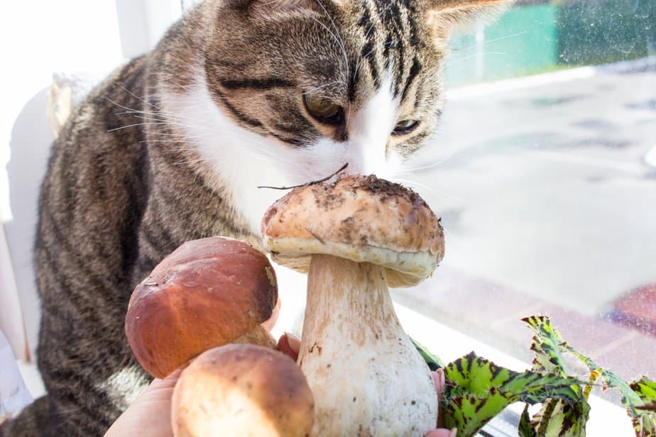 Can Cats Eat Mushrooms? All You Need To Know About This Fungus