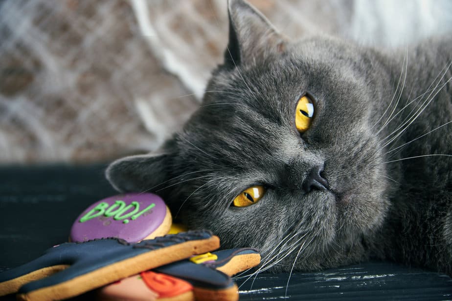Kediler Zencefilli Kurabiye Yiyebilir mi? Yoksa Zencefilli Yaklaşmalılar mı?