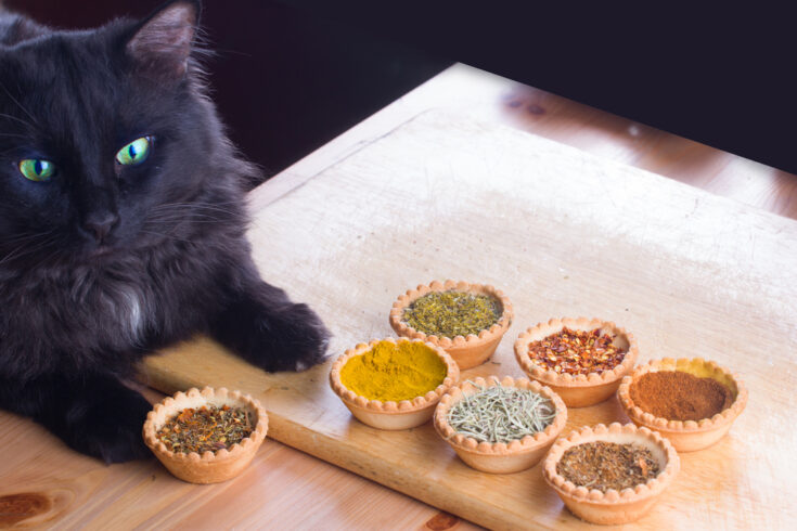 Image showcasing Natural antibiotic for cats