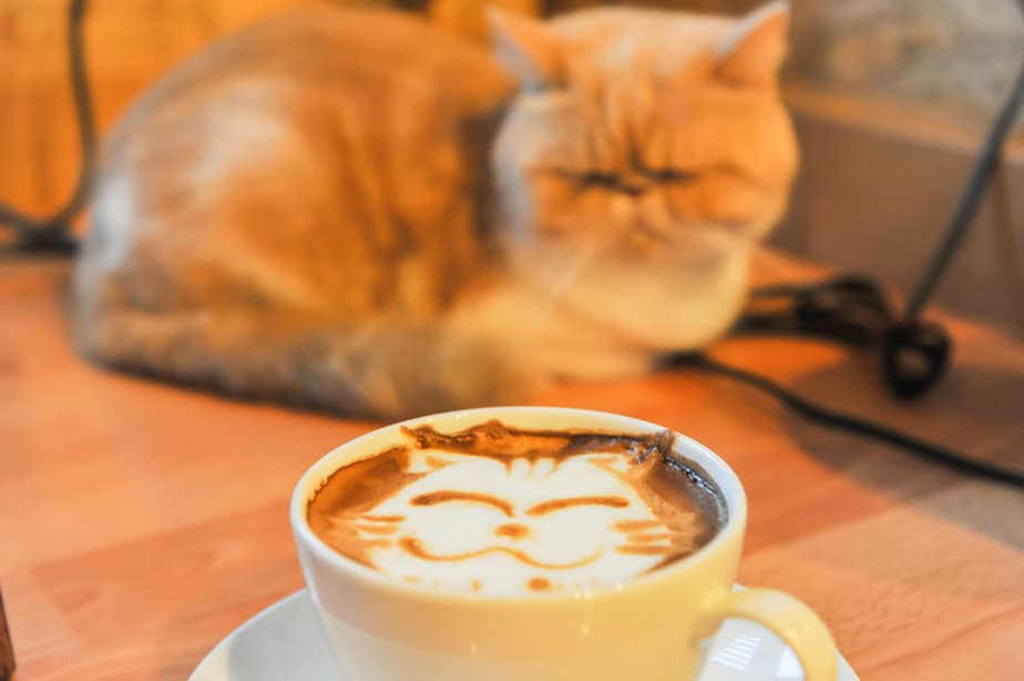 Can Cats Have Puppuccinos? Here's Meow-Worthy News On Pup Cups!
