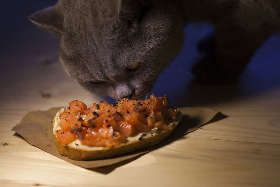 Can Cats Eat Canned Salmon? Feed It Or Leave It To "Salmon" Else?