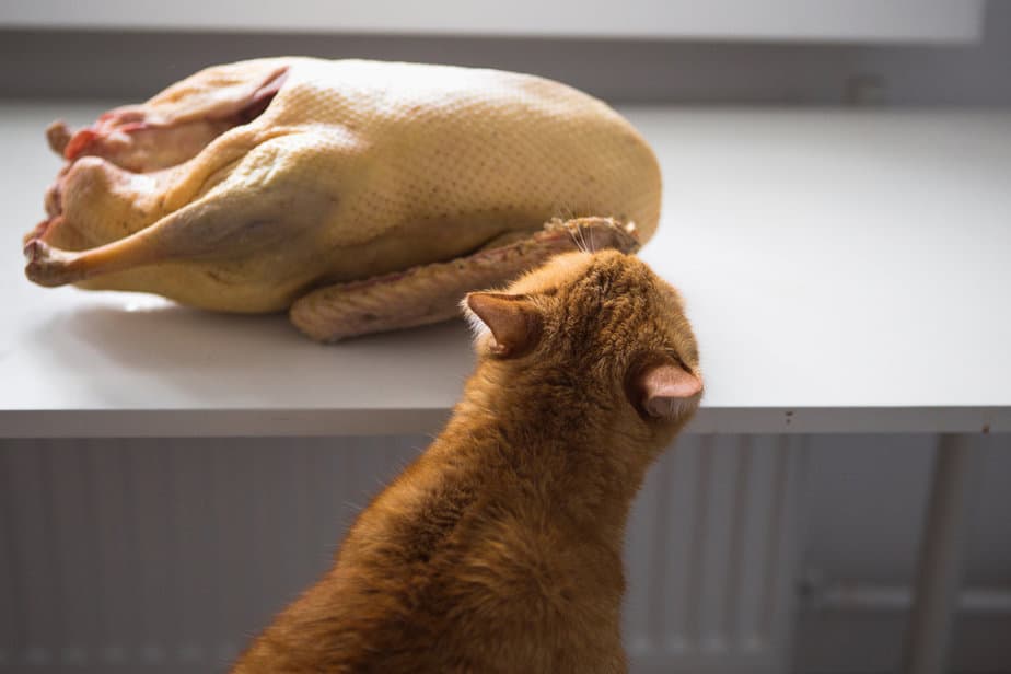 Kediler Hindi Yiyebilir mi? Şükran Günü Yemeğini Yutabilirler mi?