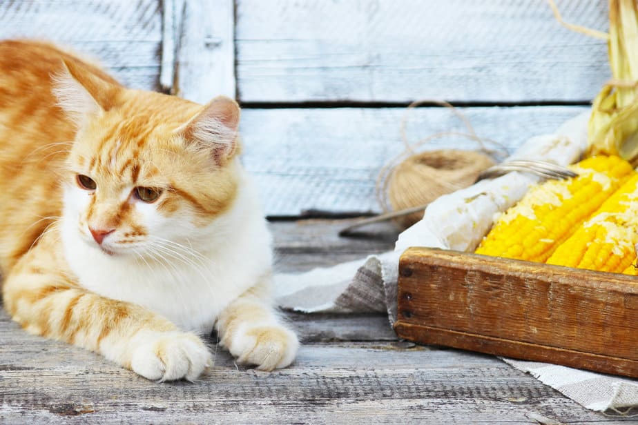 Can Cats Eat Corn? What's The Deal With This A-Maize-Ing Grain?