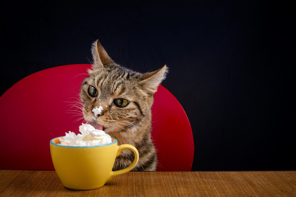 Can Cats Have Puppuccinos? Here's MeowWorthy News On Pup Cups!