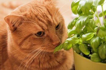 Can Cats Eat Basil? What's The Scoop On This Superb Herb?