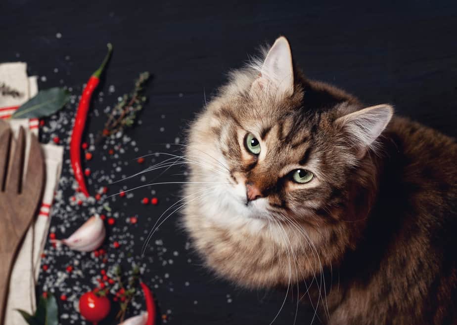 Can Cats Eat Salt? Can They Spice Things Up With This Seasoning?