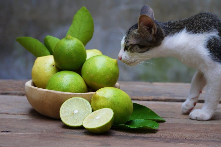 Can Cats Eat Limes? Is It A Sublime Treat For Your Pet?