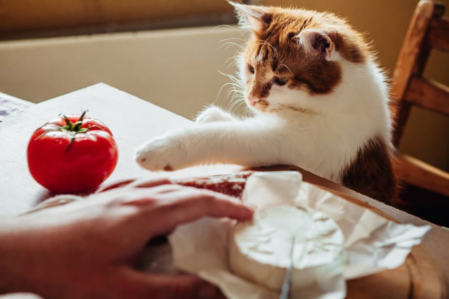 Kediler Peynir Yiyebilir mi? İstedikleri Gibi Olmalı mı?