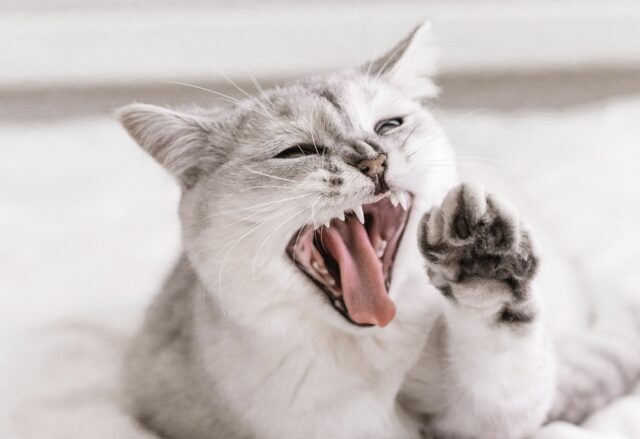 why do cats rub their teeth on you