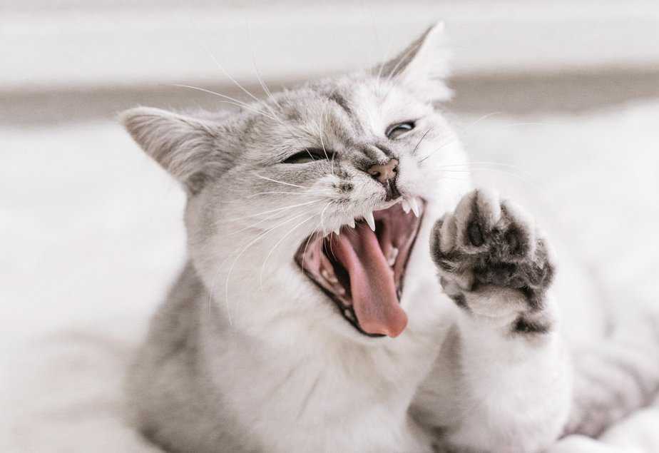 why do cats rub their teeth on you