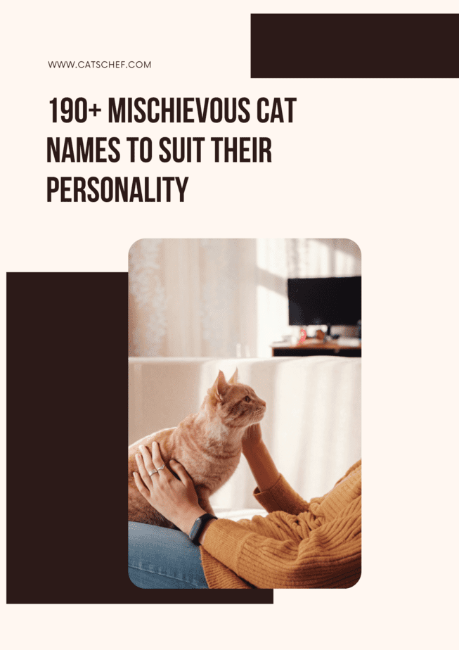 190+ Mischievous Cat Names To Suit Their Personality