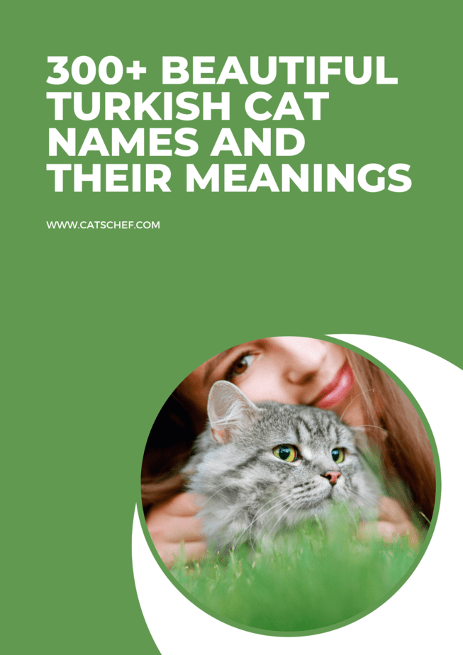 300+ Güzel Türkçe Kedi İsmi ve Anlamları