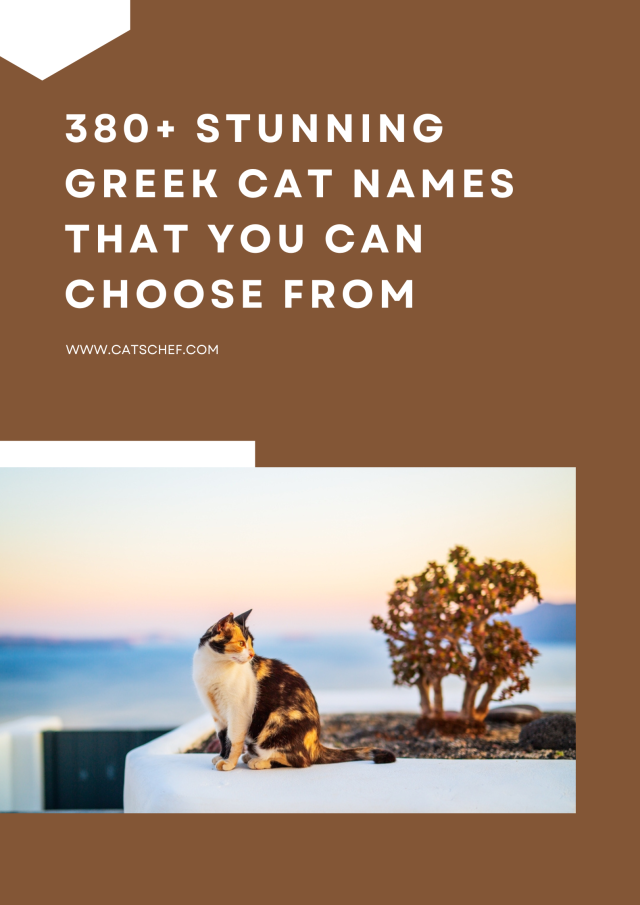 380+ Stunning Greek Cat Names That You Can Choose From