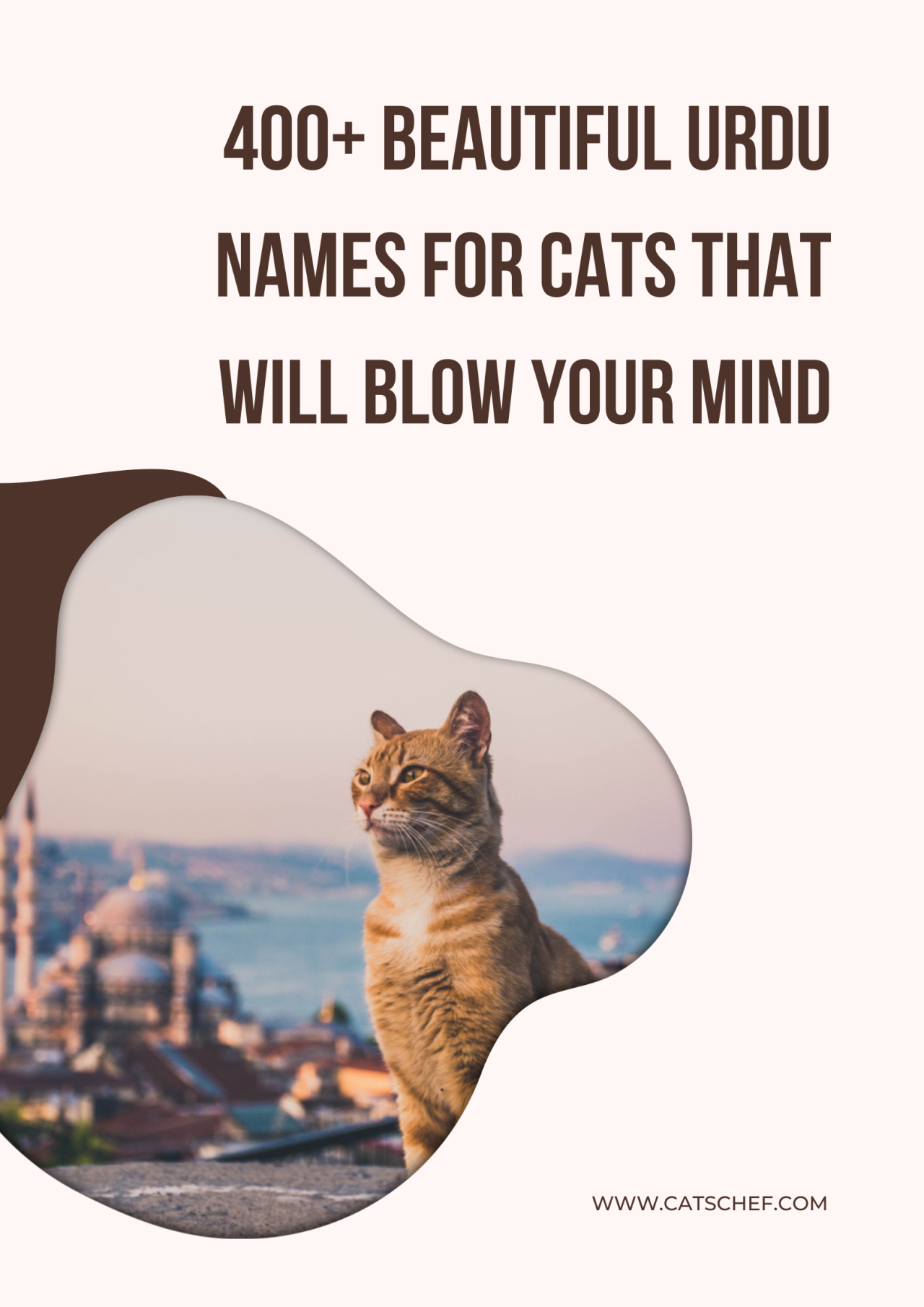 400 Beautiful Urdu Names For Cats That Will Blow Your Mind