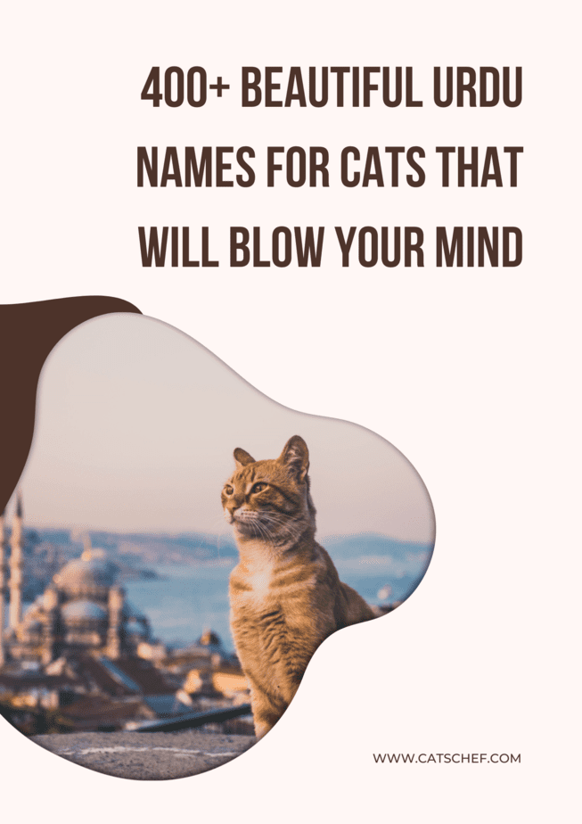 400+ Beautiful Urdu Names For Cats That Will Blow Your Mind