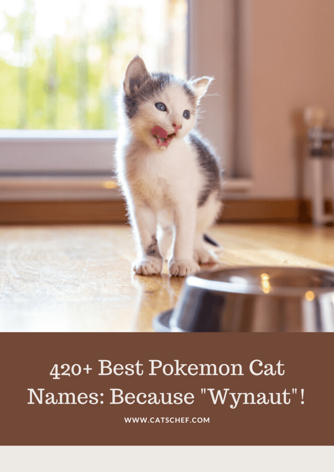 420+ Best Pokemon Cat Names: Because "Wynaut"!