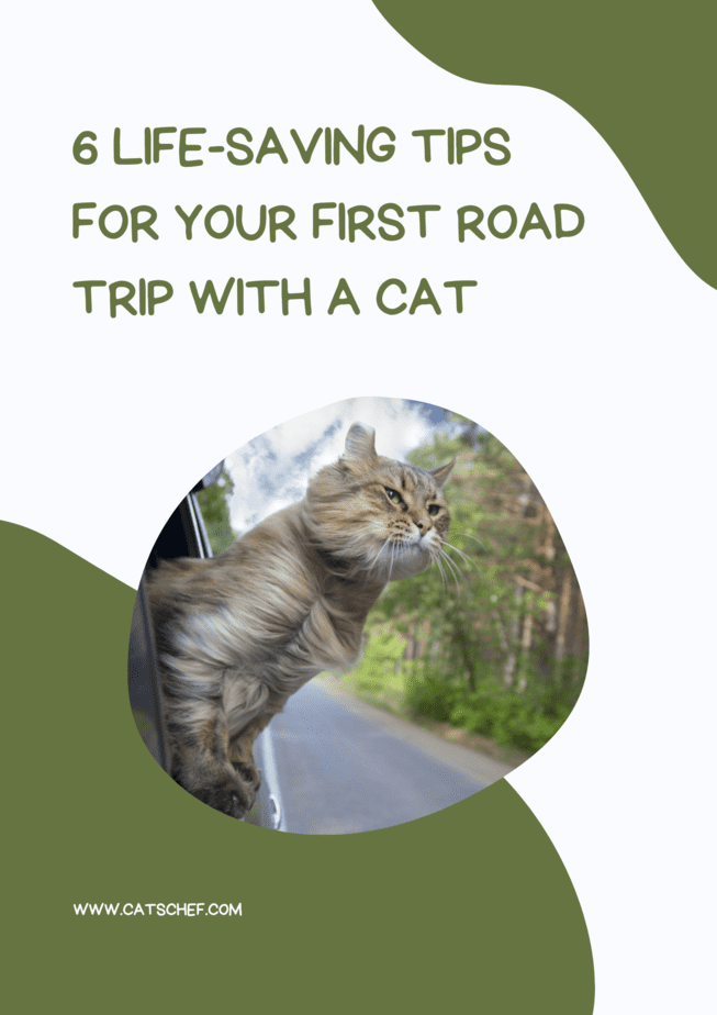 6 Life-Saving Tips For Your First Road Trip With A Cat