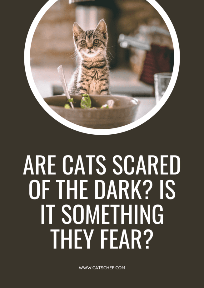 Are Cats Scared Of The Dark? Is It Something They Fear?