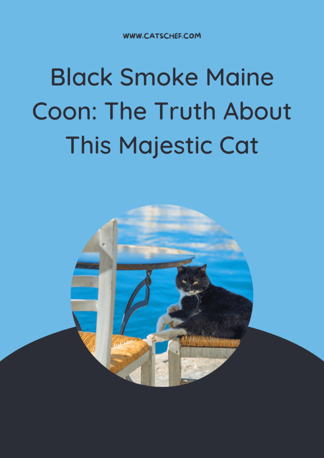 Black Smoke Maine Coon: The Truth About This Majestic Cat
