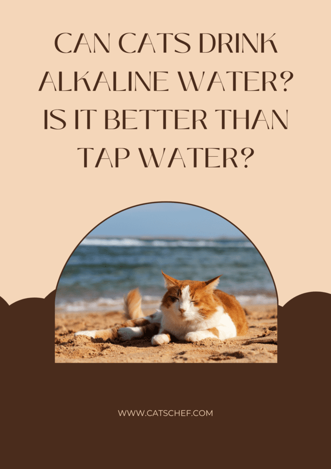 Can Cats Drink Alkaline Water? Is It Better Than Tap Water?