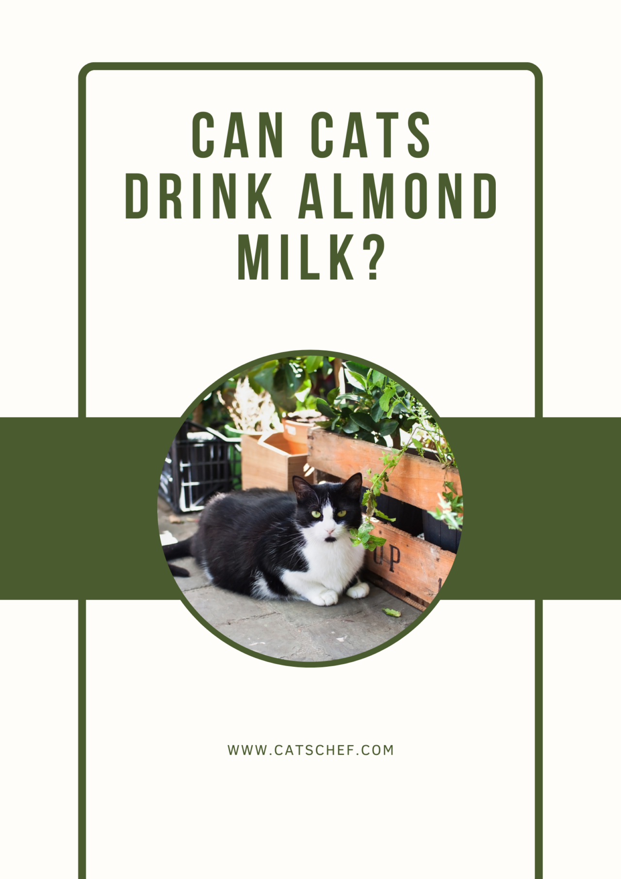 Can Cats Drink Unsweetened Almond Milk