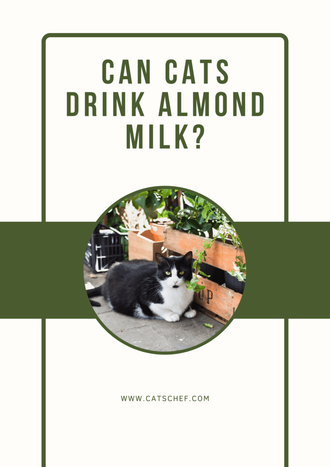 Kediler Badem Sütü İçebilir mi?