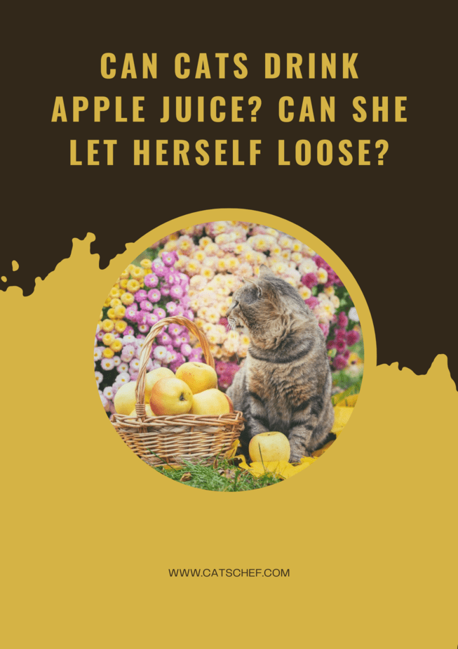 Can Cats Drink Apple Juice? Can She Let Herself Loose?