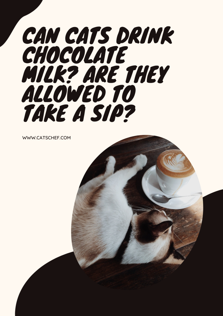 Can Cats Drink Chocolate Milk? Are They Allowed To Take A Sip?