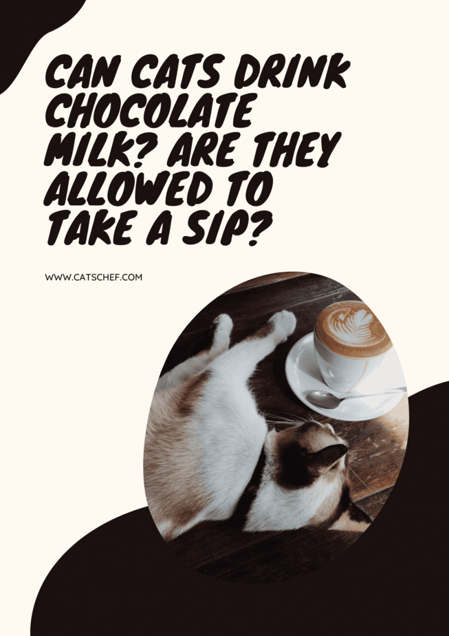 Can Cats Drink Chocolate Milk? Are They Allowed To Take A Sip?