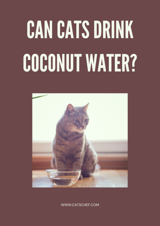 Can cats drink Coconut milk? - Feed Stray Cats
