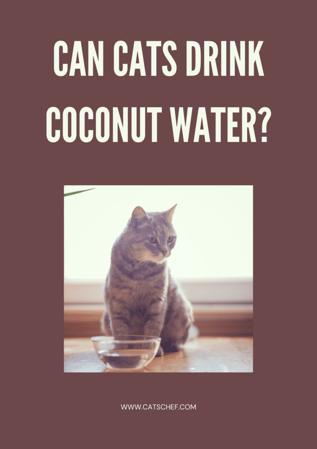 Can Cats Drink Coconut Water?