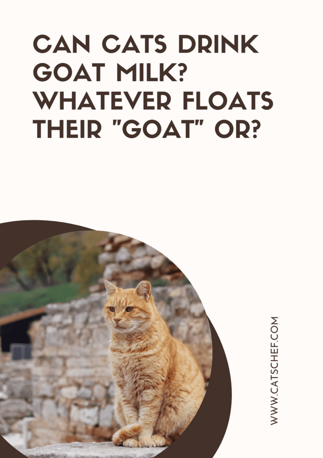 Can Cats Drink Goat Milk? Whatever Floats Their "Goat" Or?