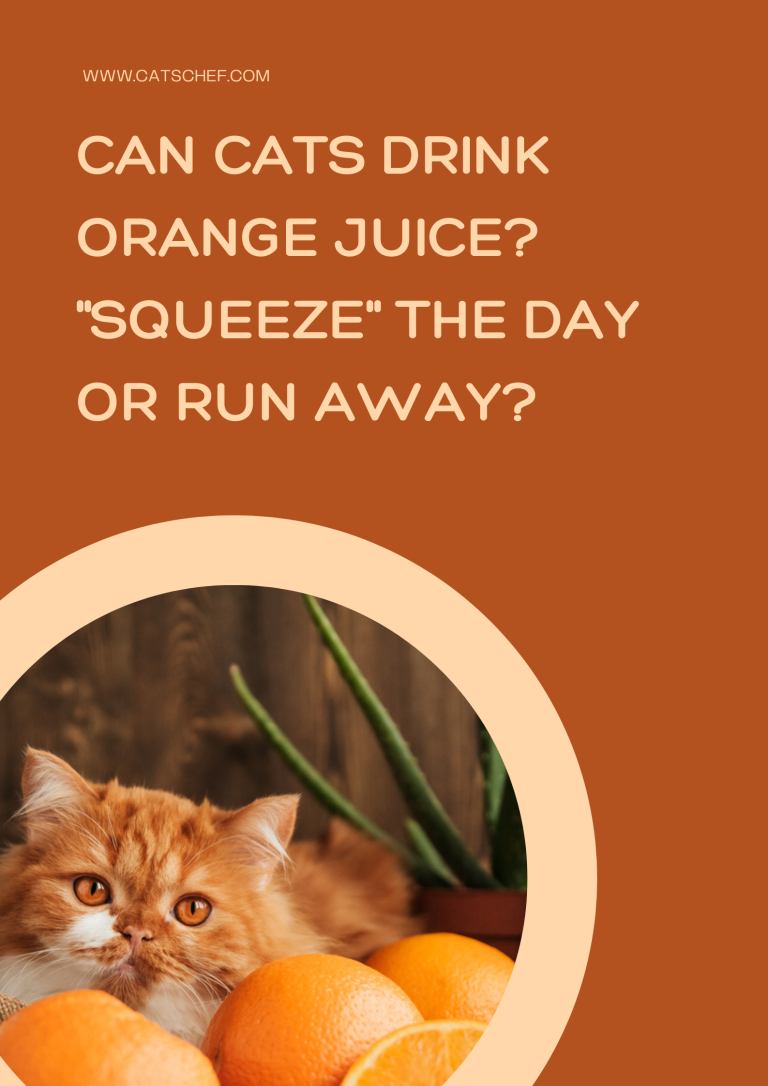 Can Cats Drink Orange Juice? 