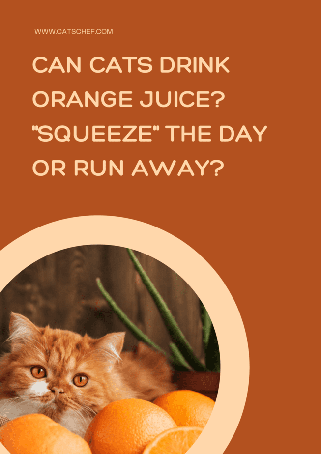 Can Cats Drink Orange Juice? "Squeeze" The Day Or Run Away?