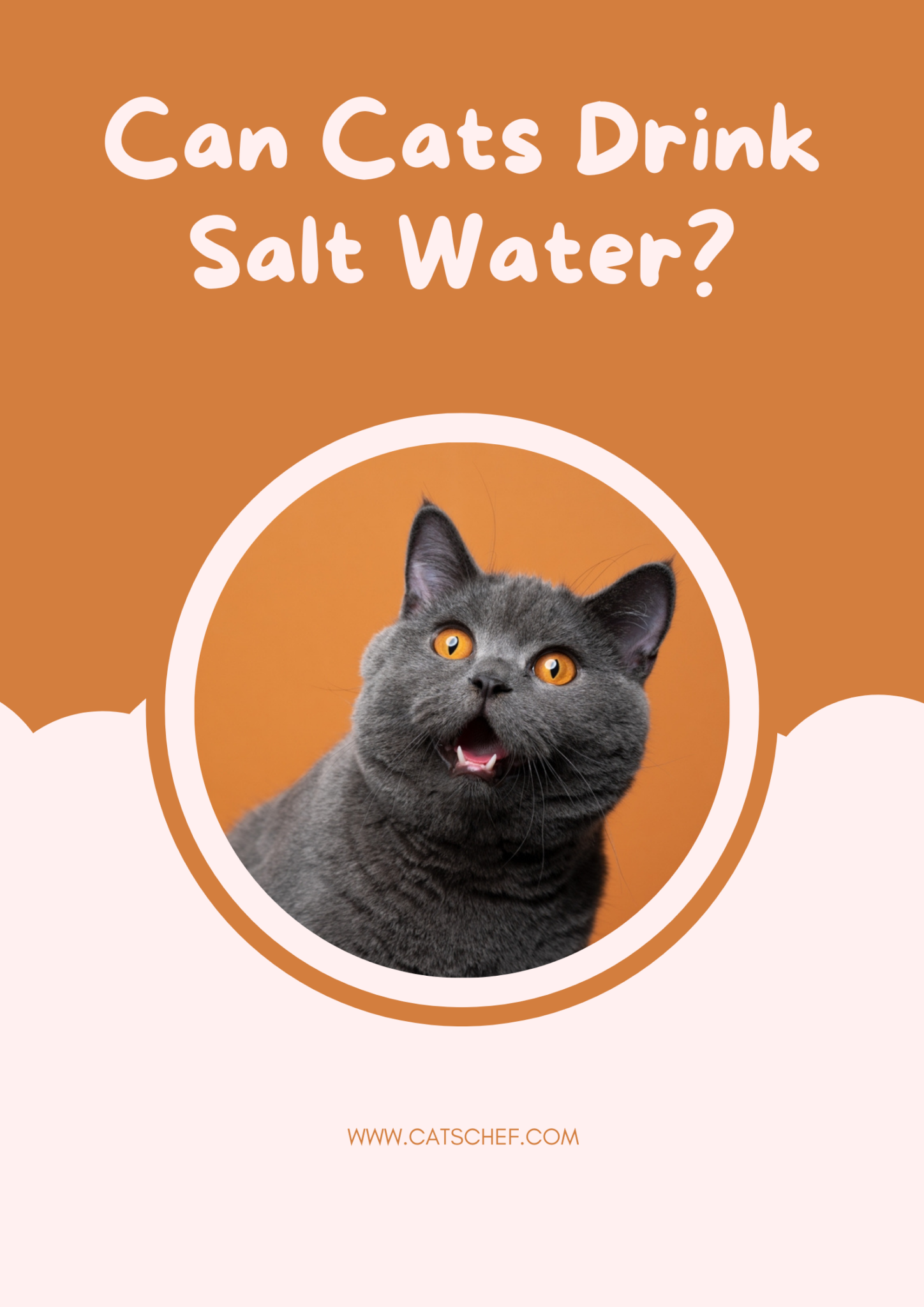 can-cats-drink-salt-water-seas-the-day-or-stay-away