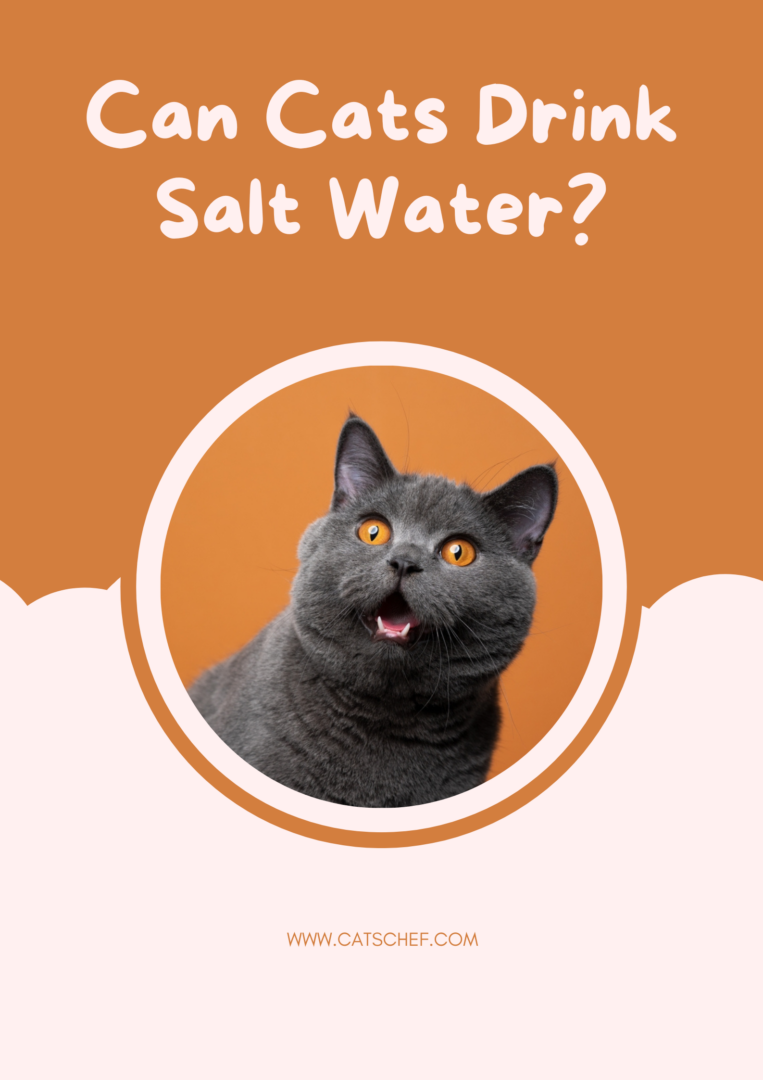 Can Cats Drink Salt Water? "Seas" The Day Or Stay Away?