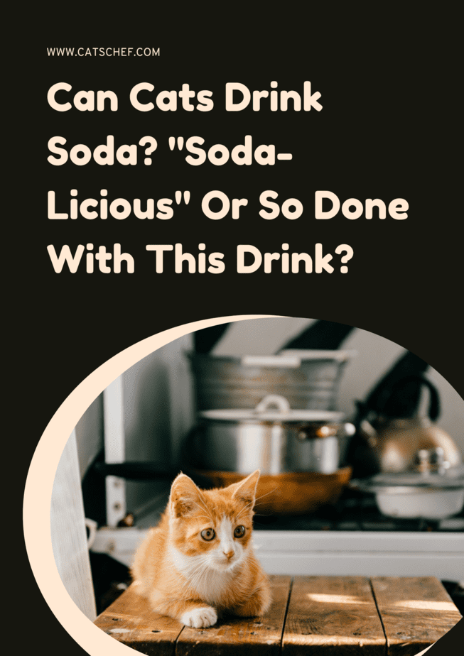 Can Cats Drink Soda? "Soda-Licious" Or So Done With This Drink?